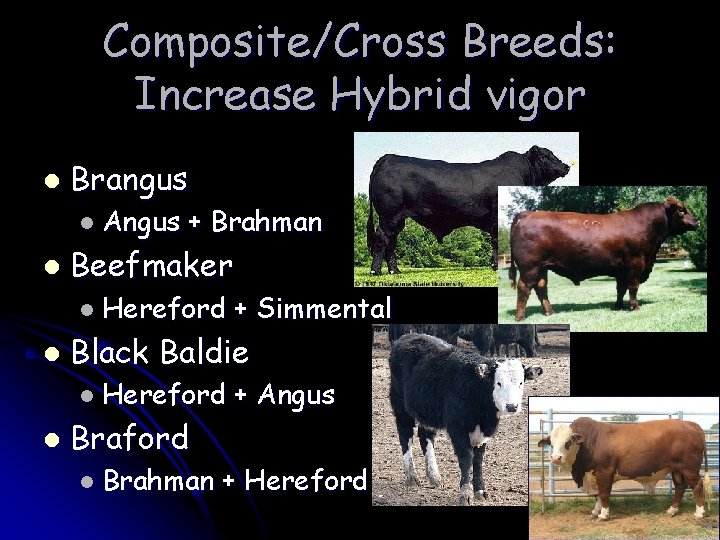 Composite/Cross Breeds: Increase Hybrid vigor l Brangus l Angus l + Brahman Beefmaker l