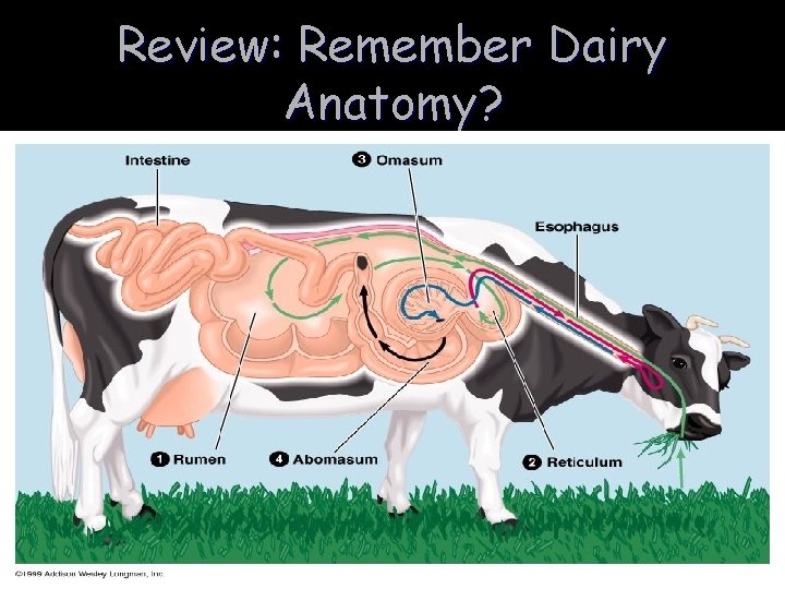 Review: Remember Dairy Anatomy? 