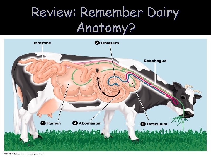 Review: Remember Dairy Anatomy? Review: Remember Dairy Anatomy?