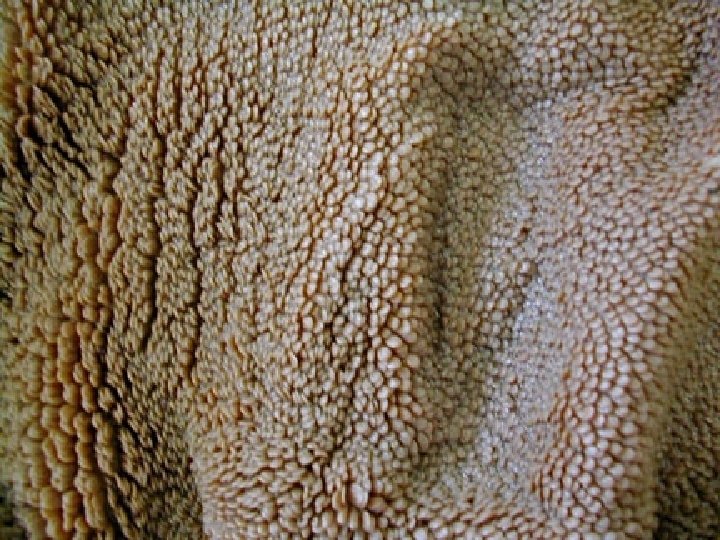 Rumen Largest of 4 compartments l Its Job : FERMENTATION l l Continuous mixing Rumen Largest of 4 compartments l Its Job : FERMENTATION l l Continuous mixing