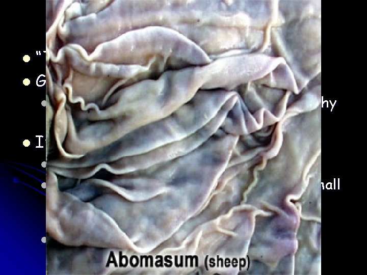 . Abomasum “True Stomach” l Glandular , meaning it secretes l l Does ? . Abomasum “True Stomach” l Glandular , meaning it secretes l l Does ?