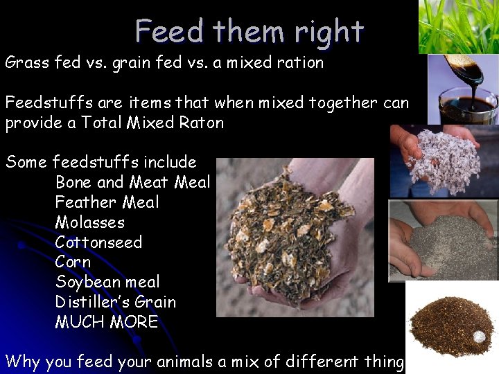 Feed them right Grass fed vs. grain fed vs. a mixed ration Feedstuffs are