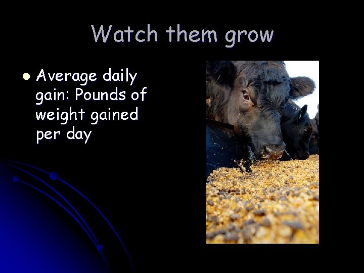 Watch them grow l Average daily gain: Pounds of weight gained per day Watch them grow l Average daily gain: Pounds of weight gained per day