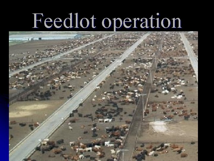 Feedlot operation Feedlot operation