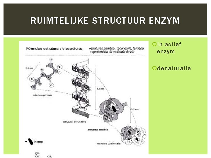 RUIMTELIJKE STRUCTUUR ENZYM In actief enzym denaturatie 