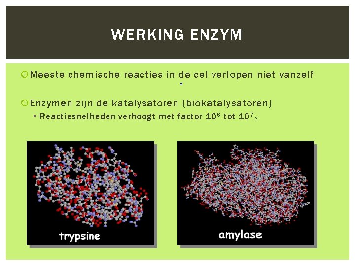 WERKING ENZYM Meeste chemische reacties in de cel verlopen niet vanzelf Enzymen zijn de