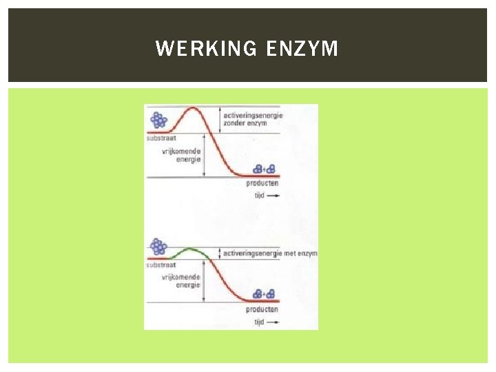 WERKING ENZYM 