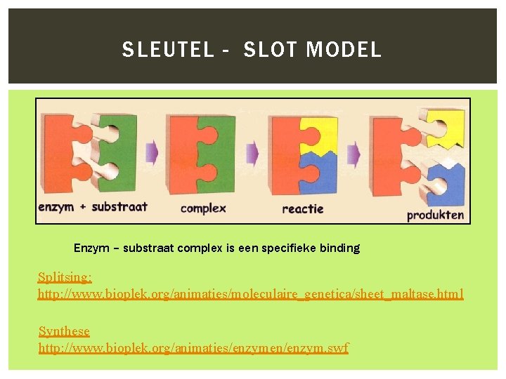 SLEUTEL - SLOT MODEL Enzym – substraat complex is een specifieke binding Splitsing: http: