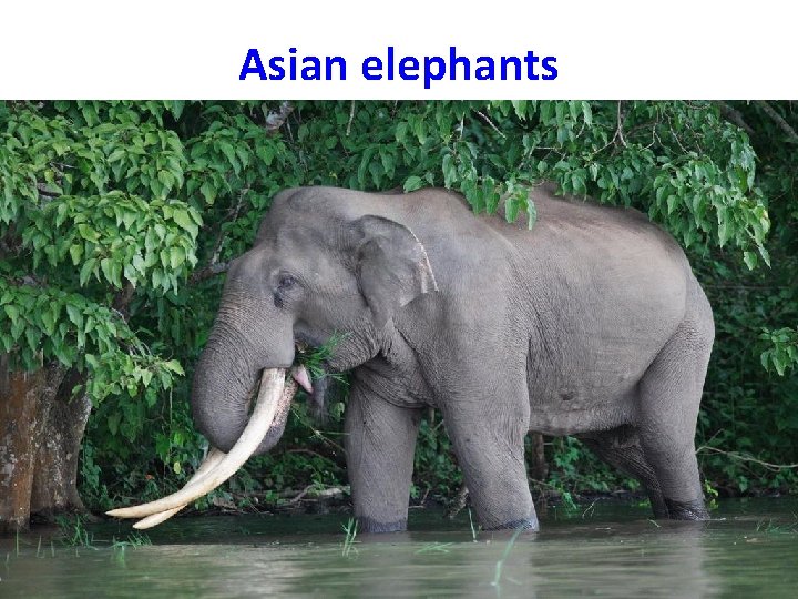 Asian elephants 