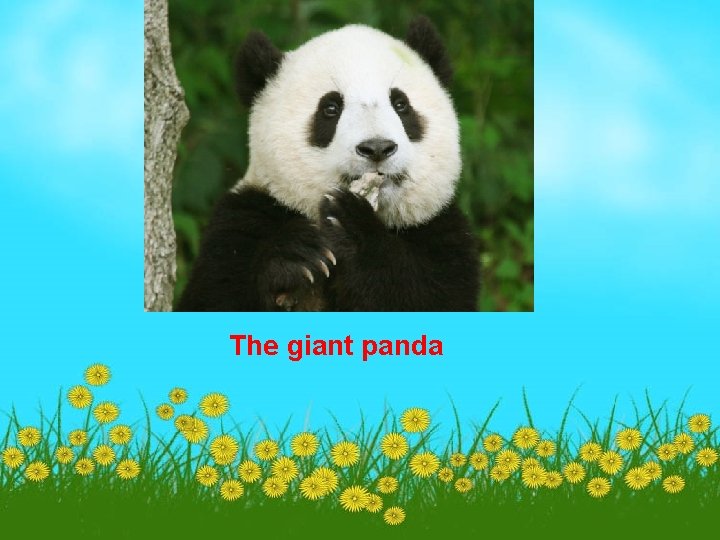 The giant panda 