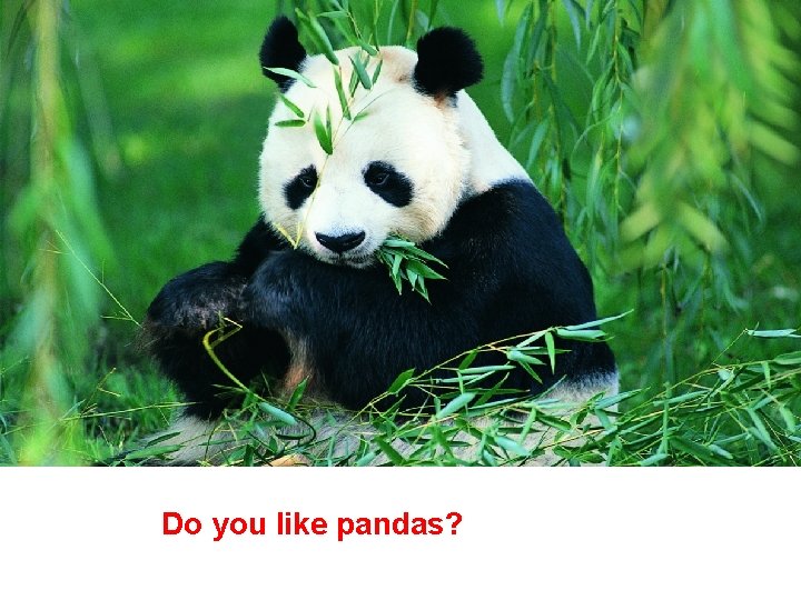 Do you like pandas? 