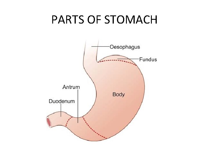 PARTS OF STOMACH 