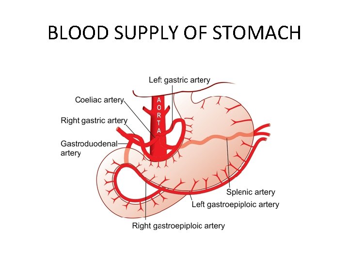 BLOOD SUPPLY OF STOMACH 