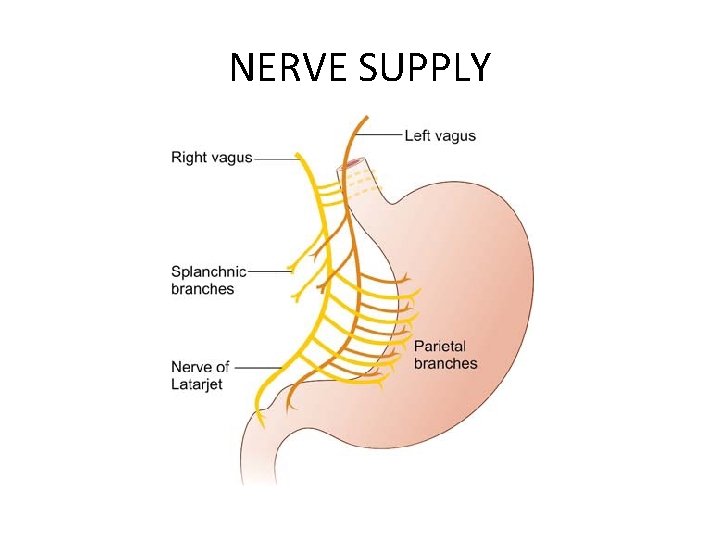 NERVE SUPPLY 