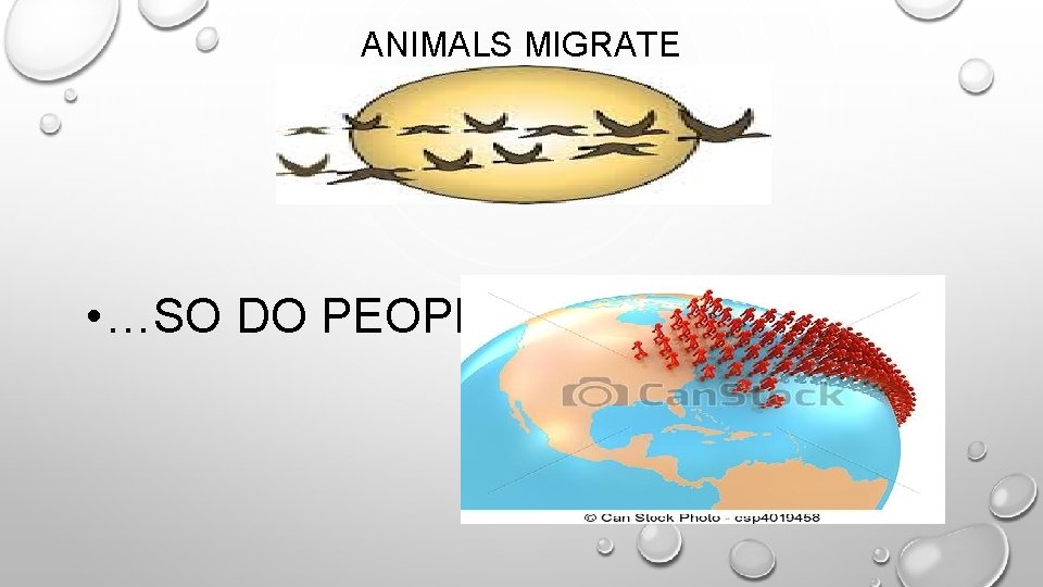 ANIMALS MIGRATE • …SO DO PEOPLE 