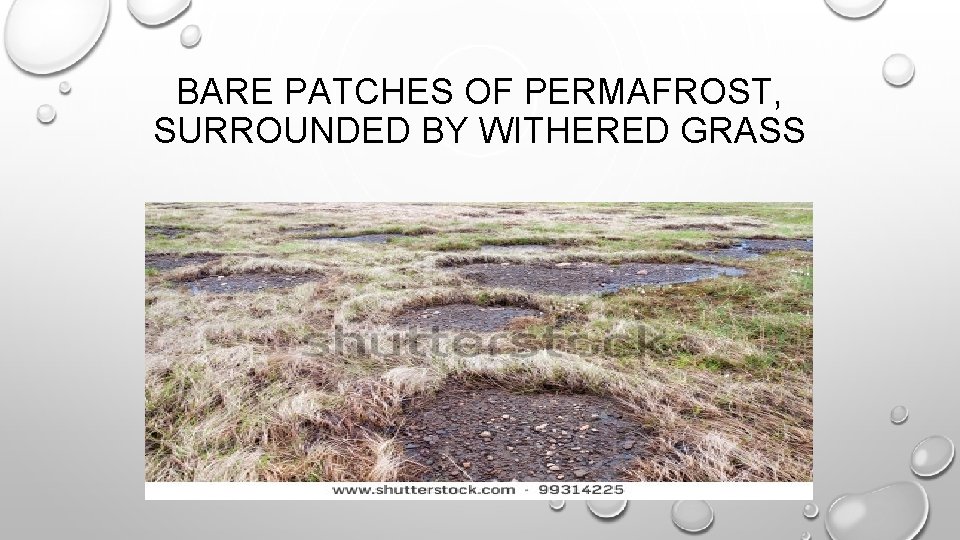 BARE PATCHES OF PERMAFROST, SURROUNDED BY WITHERED GRASS 