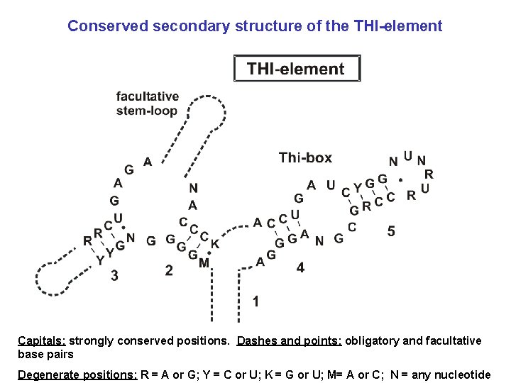Conserved secondary structure of the THI-element Capitals: strongly conserved positions. Dashes and points: obligatory