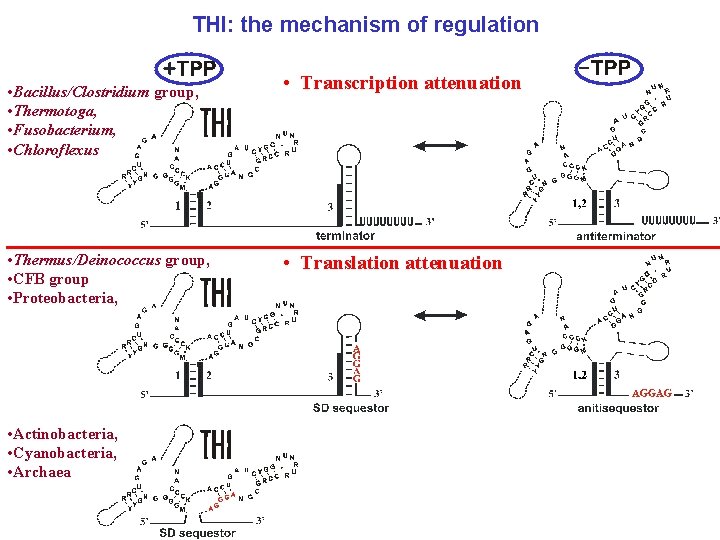 THI: the mechanism of regulation • Bacillus/Clostridium group, • Thermotoga, • Fusobacterium, • Chloroflexus