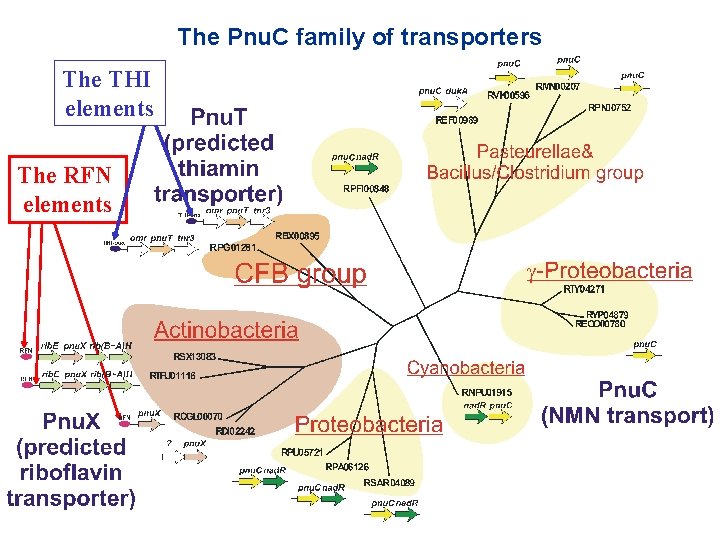 The Pnu. C family of transporters The THI elements The RFN elements 