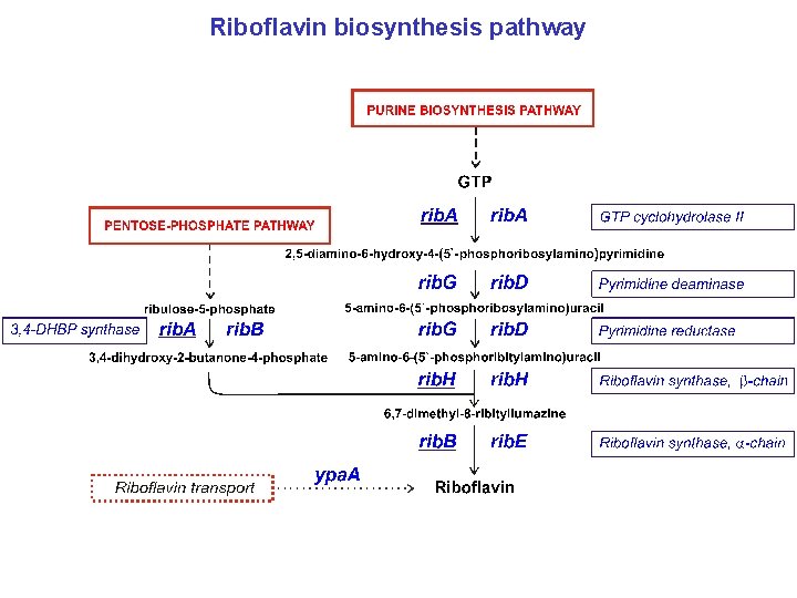 Riboflavin biosynthesis pathway 