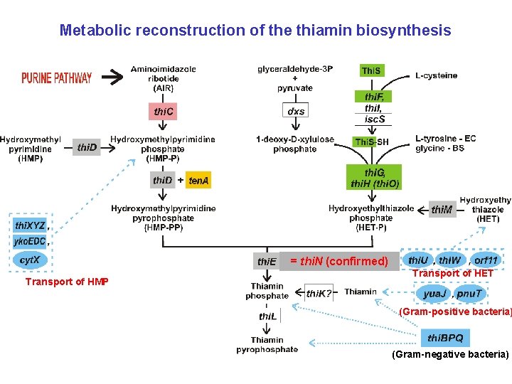 Metabolic reconstruction of the thiamin biosynthesis = thi. N (confirmed) Transport of HMP Transport