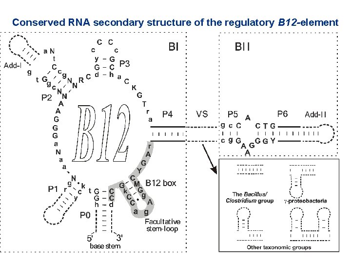 Conserved RNA secondary structure of the regulatory B 12 -element 