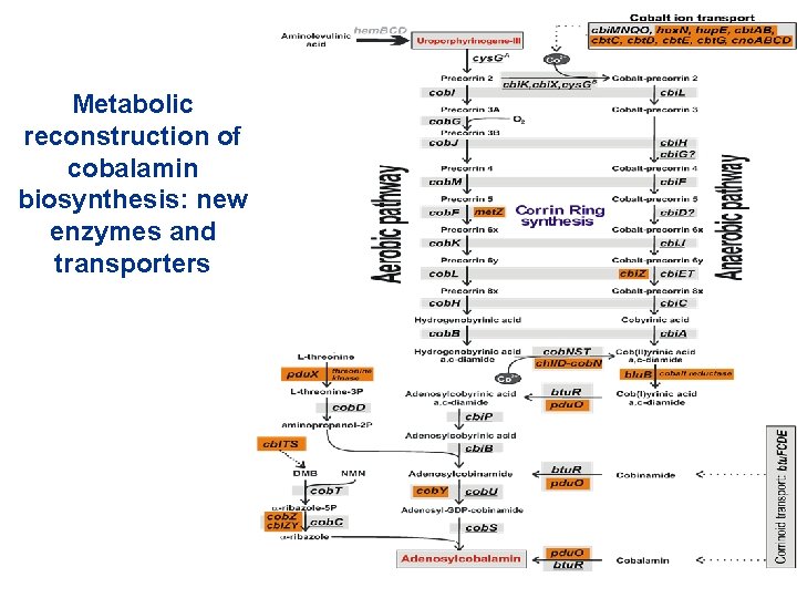 Metabolic reconstruction of cobalamin biosynthesis: new enzymes and transporters 