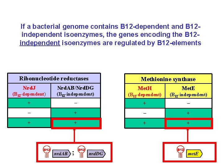 If a bacterial genome contains B 12 -dependent and B 12 independent isoenzymes, the