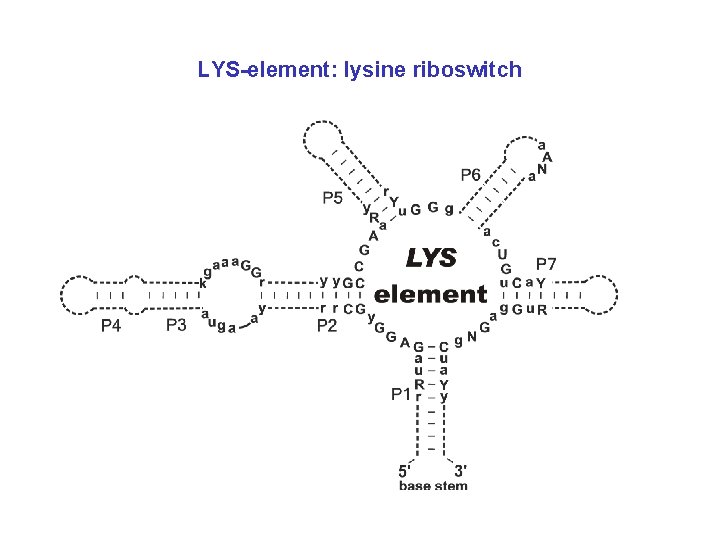 LYS-element: lysine riboswitch 