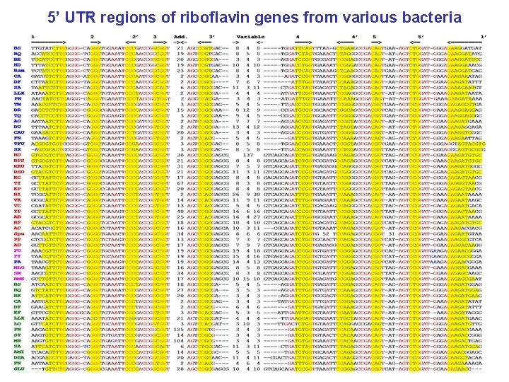 5’ UTR regions of riboflavin genes from various bacteria 