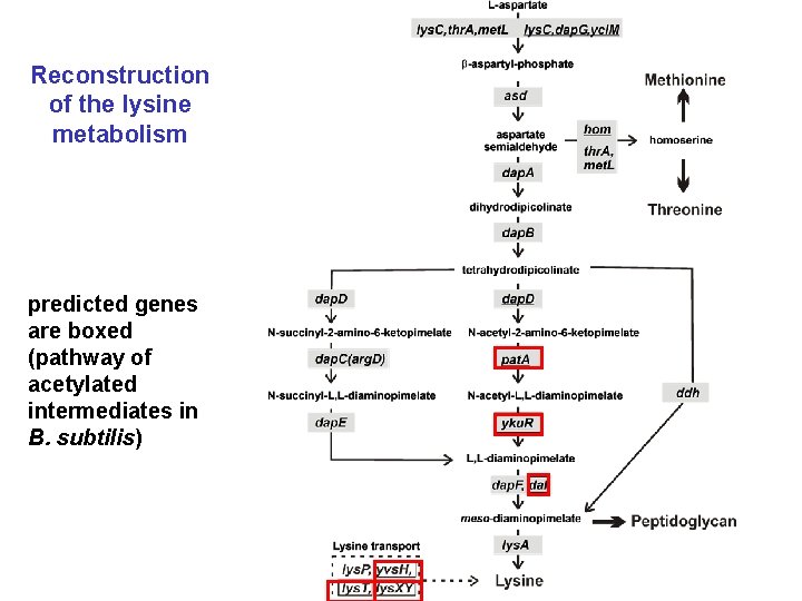 Reconstruction of the lysine metabolism predicted genes are boxed (pathway of acetylated intermediates in