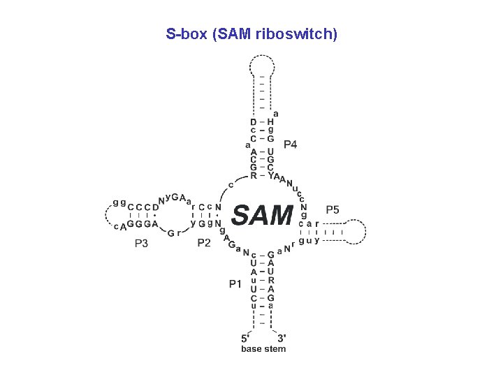 S-box (SAM riboswitch) 