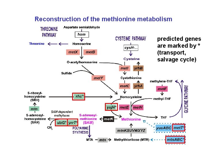 Reconstruction of the methionine metabolism predicted genes are marked by * (transport, salvage cycle)