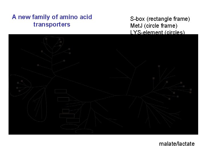 A new family of amino acid transporters S-box (rectangle frame) Met. J (circle frame)