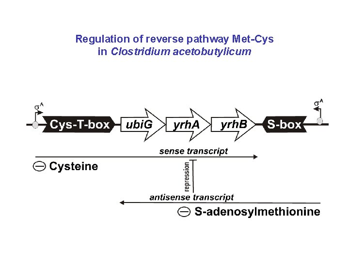 Regulation of reverse pathway Met-Cys in Clostridium acetobutylicum 