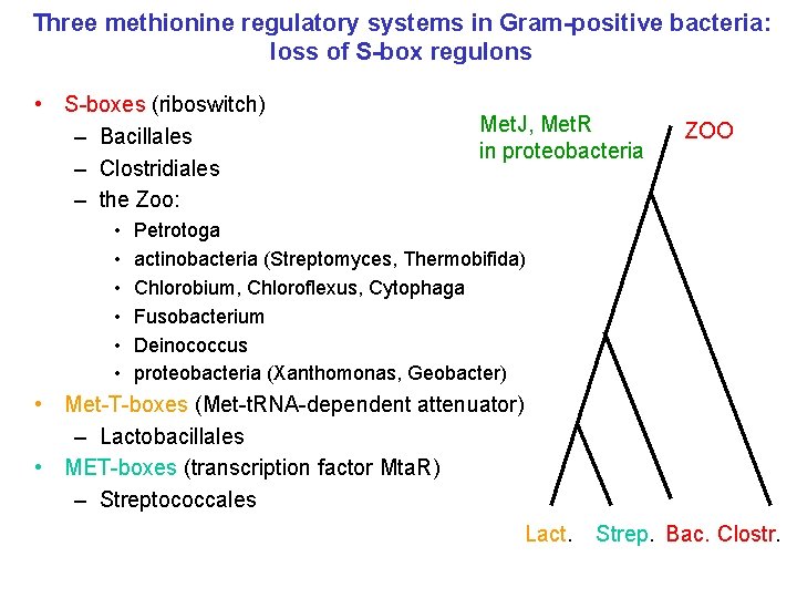 Three methionine regulatory systems in Gram-positive bacteria: loss of S-box regulons • S-boxes (riboswitch)
