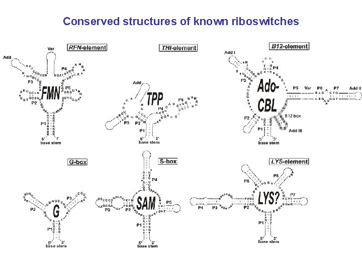 Conserved structures of known riboswitches 