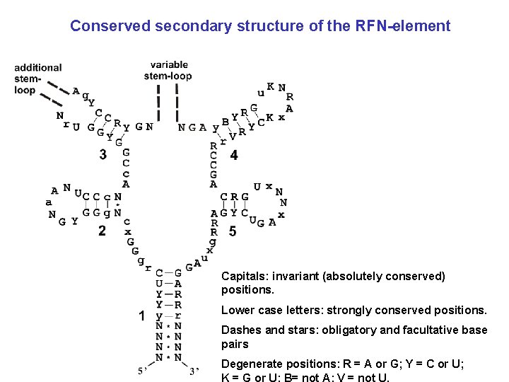 Conserved secondary structure of the RFN-element Capitals: invariant (absolutely conserved) positions. Lower case letters: