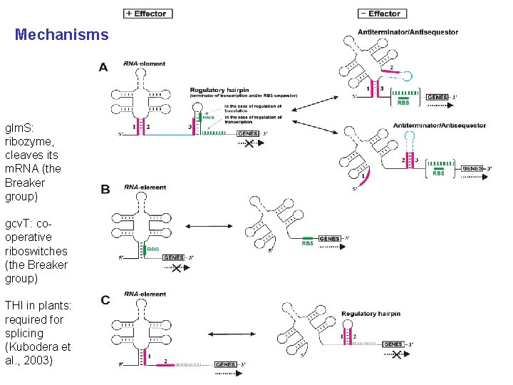 Mechanisms glm. S: ribozyme, cleaves its m. RNA (the Breaker group) gcv. T: cooperative