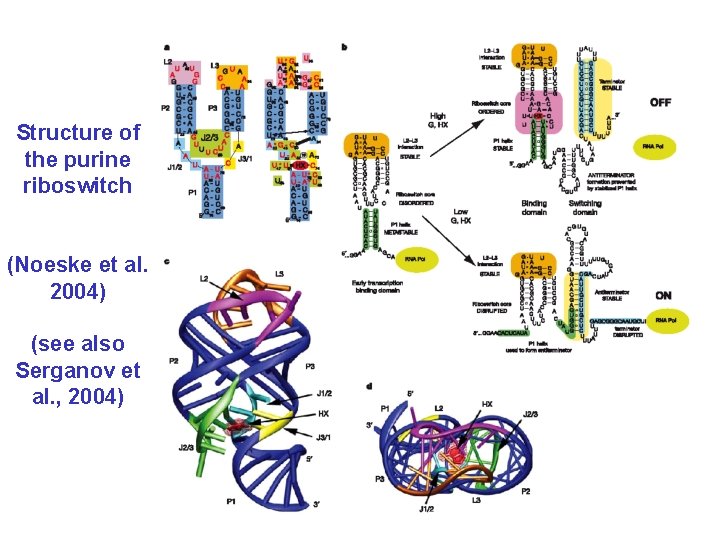 Structure of the purine riboswitch (Noeske et al. 2004) (see also Serganov et al.