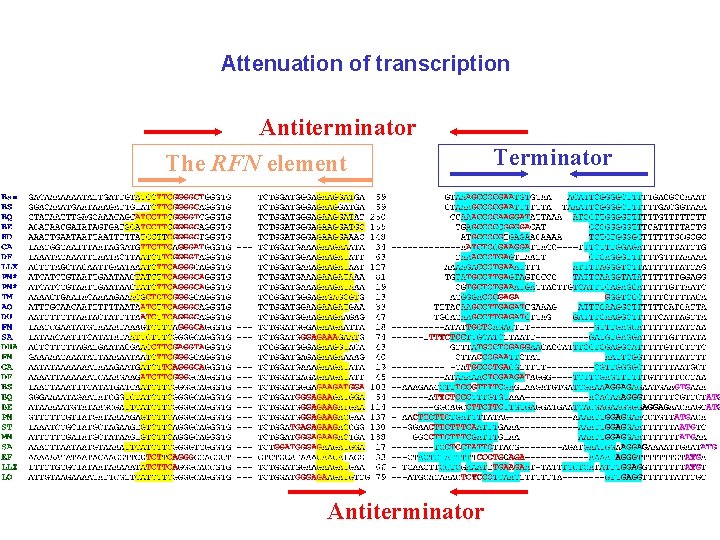 Attenuation of transcription Antiterminator The RFN element Antiterminator Terminator 
