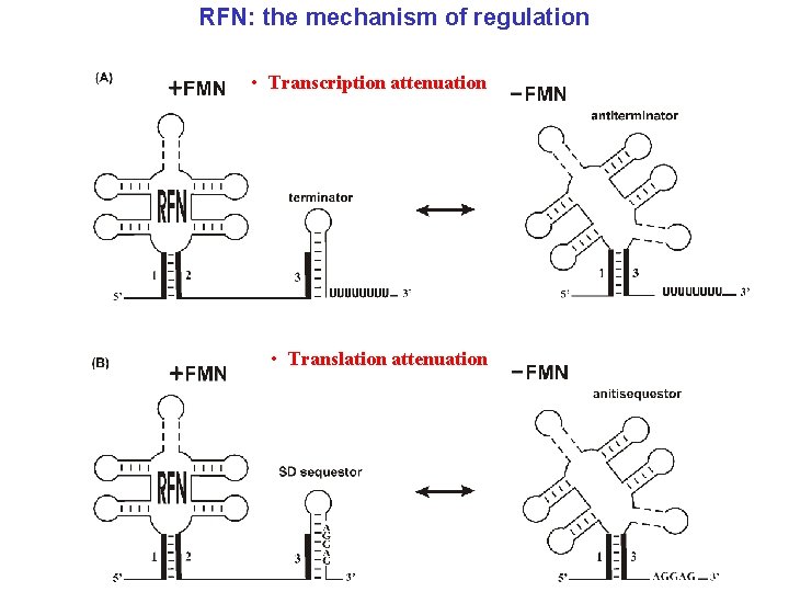 RFN: the mechanism of regulation • Transcription attenuation • Translation attenuation 