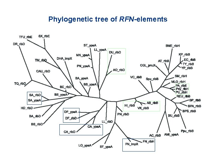 Phylogenetic tree of RFN-elements 