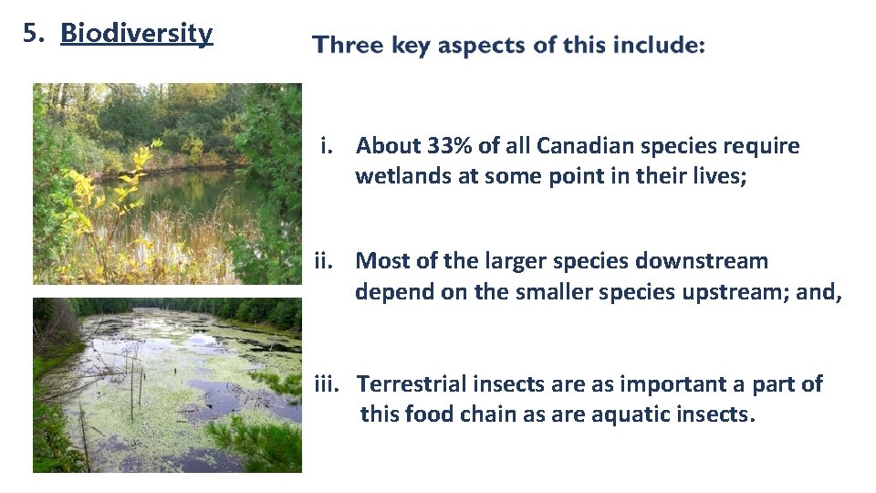 5. Biodiversity i. About 33% of all Canadian species require wetlands at some point