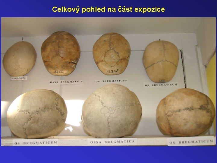 Celkový pohled na část expozice 