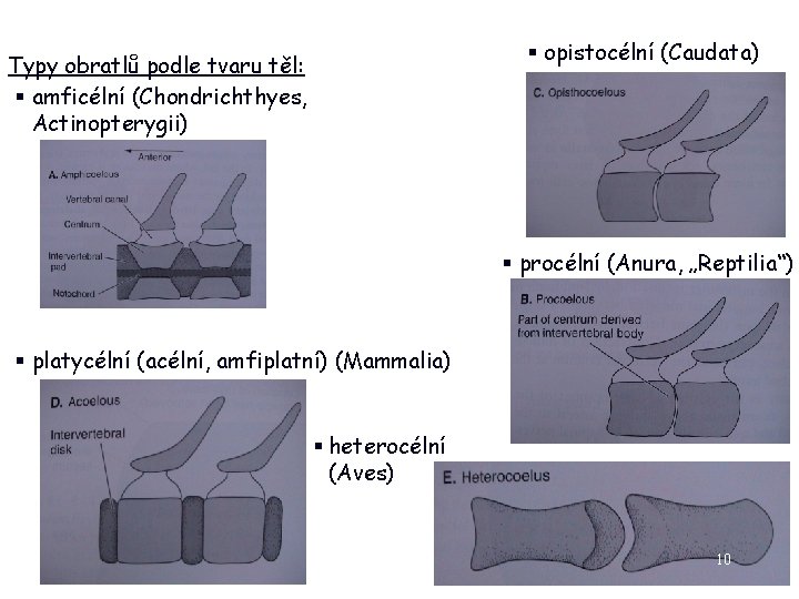 § opistocélní (Caudata) Typy obratlů podle tvaru těl: § amficélní (Chondrichthyes, Actinopterygii) § procélní
