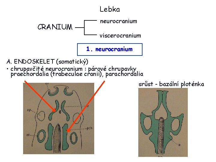 Lebka CRANIUM neurocranium viscerocranium 1. neurocranium A. ENDOSKELET (somatický) • chrupavčité neurocranium : párové