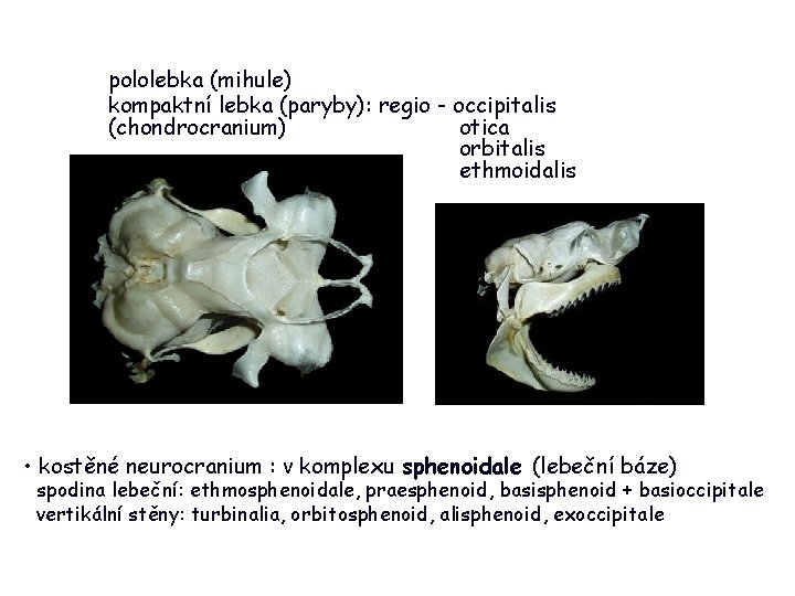 pololebka (mihule) kompaktní lebka (paryby): regio - occipitalis (chondrocranium) otica orbitalis ethmoidalis • kostěné