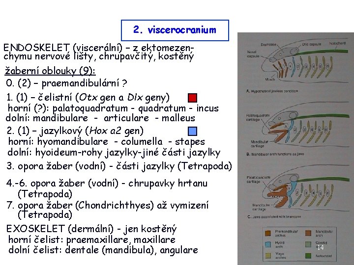2. viscerocranium ENDOSKELET (viscerální) – z ektomezenchymu nervové lišty, chrupavčitý, kostěný žaberní oblouky (9):