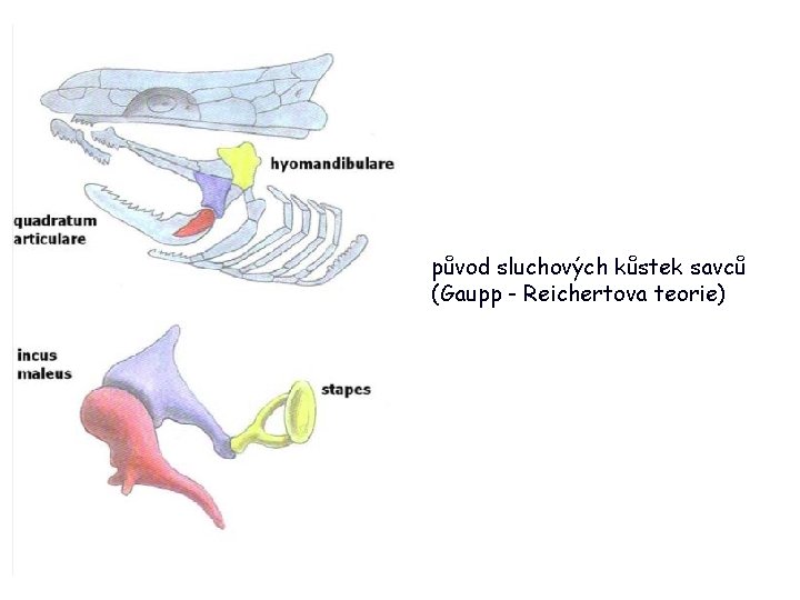 původ sluchových kůstek savců (Gaupp - Reichertova teorie) 15 